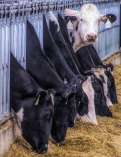 Dairy cows feeding at Smith Valley Dairy, located in Lyon County, Nevada - Image credit: Protect the Harvest