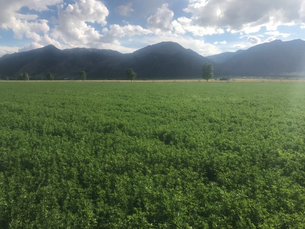 Alfalfa field at Smith Valley Dairy, located in Lyon County, Nevada - Image credit: Protect the Harvest