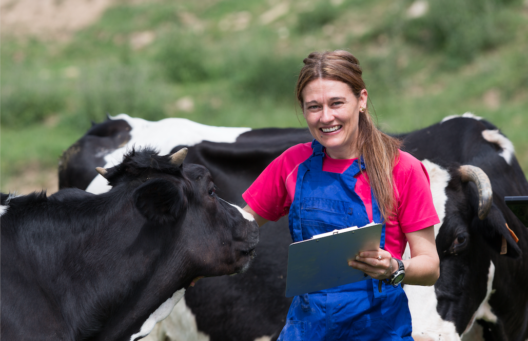 How well are dairy cows treated?