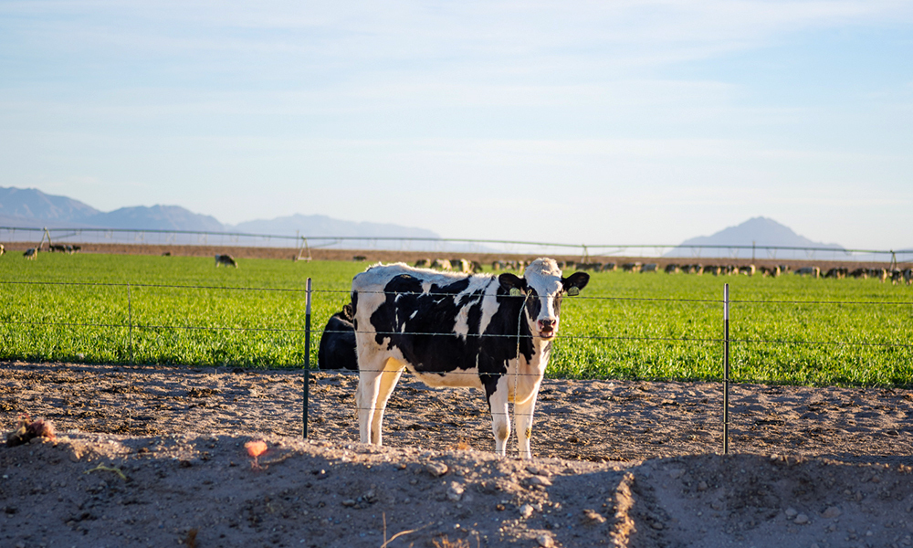 Dairy Processes, Products & Safety During COVID-19