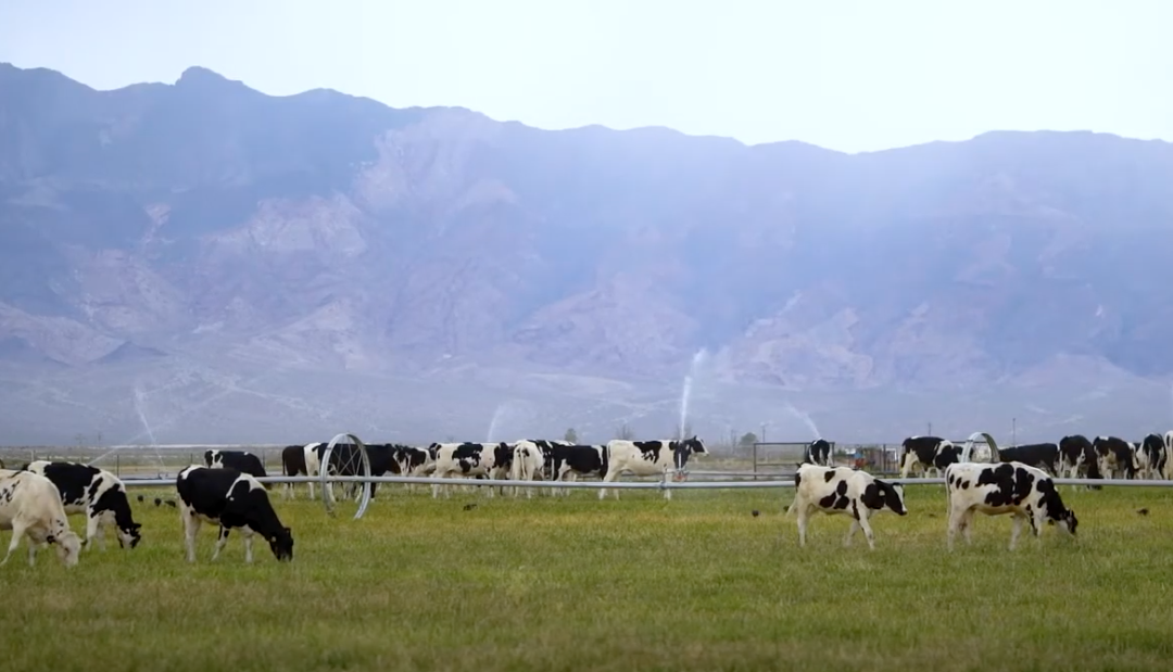 Sustainability on Nevada Dairy Farms